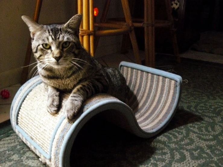 a cat that is sitting on a rug