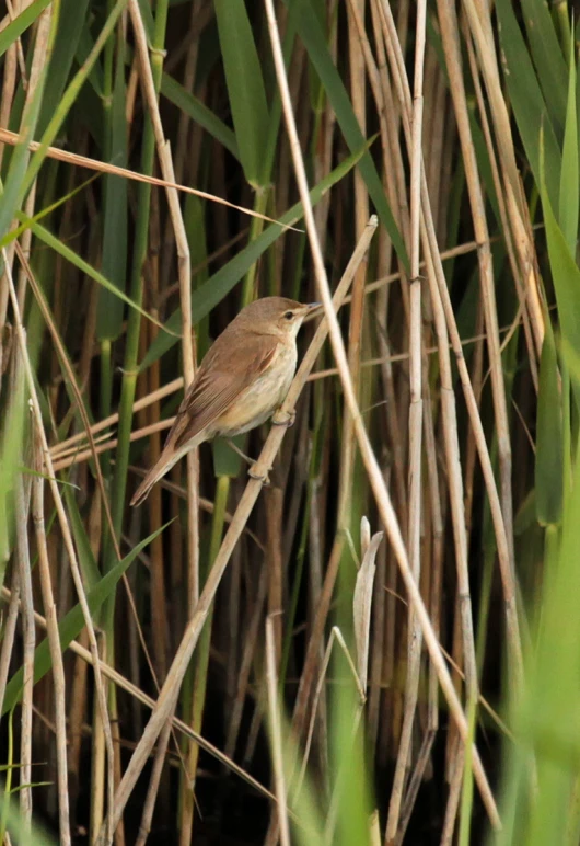 a bird standing on a nch in the woods