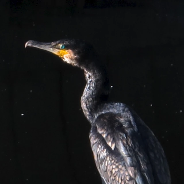 a bird is perched down in a dark room