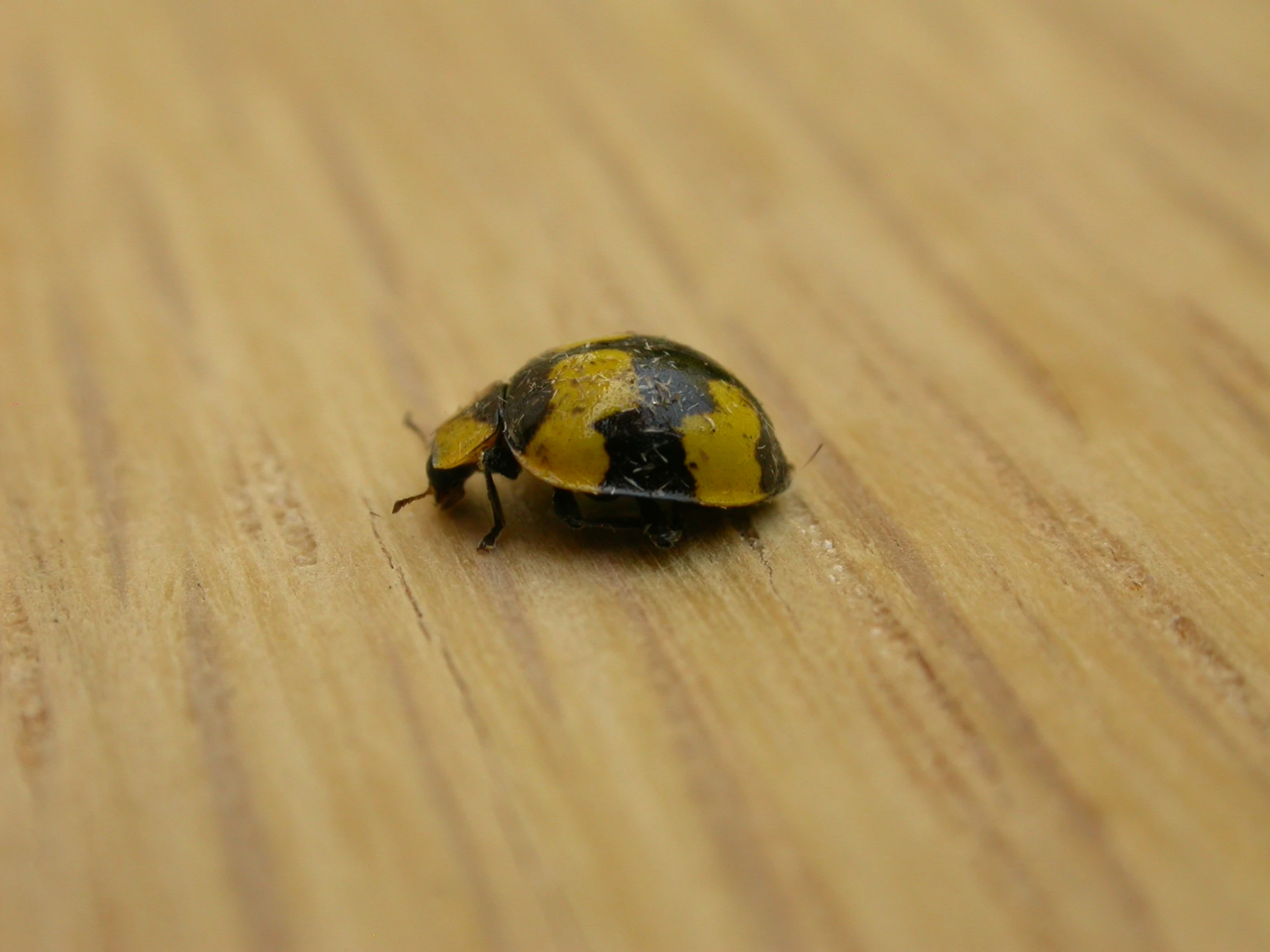 a large black and yellow bug sitting on top of a wooden table