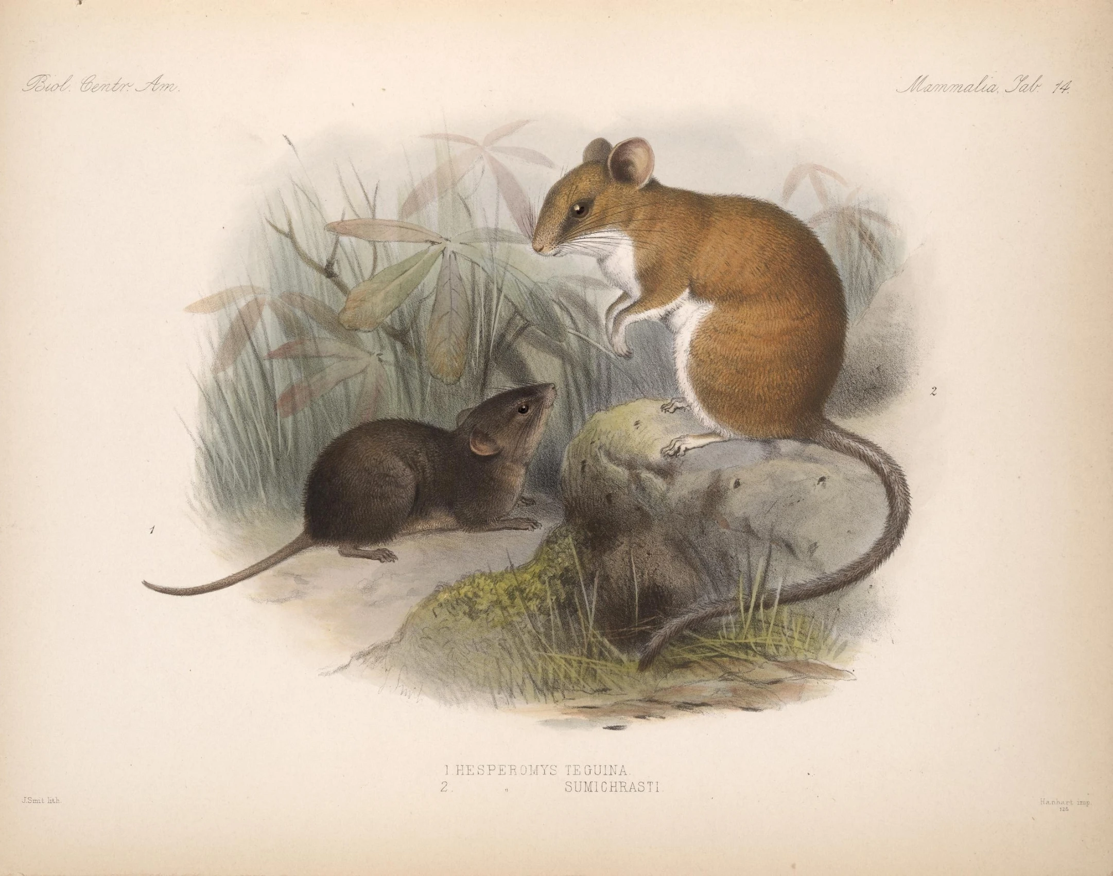 a mouse, a mouse and an adult on rocks