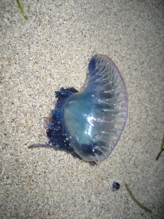 a jelly fish on the sand with its head upside down