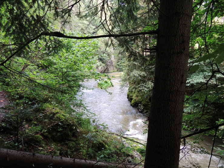 trees are growing by the water in a forest