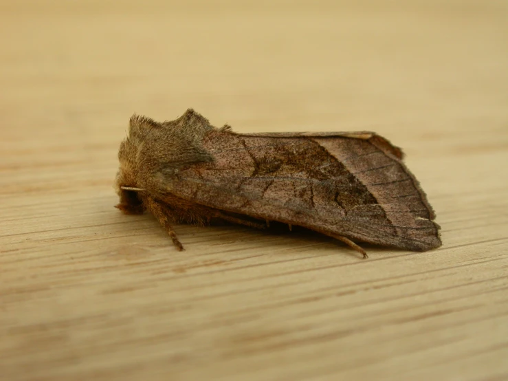 a large insect with brown antennae sitting on a table