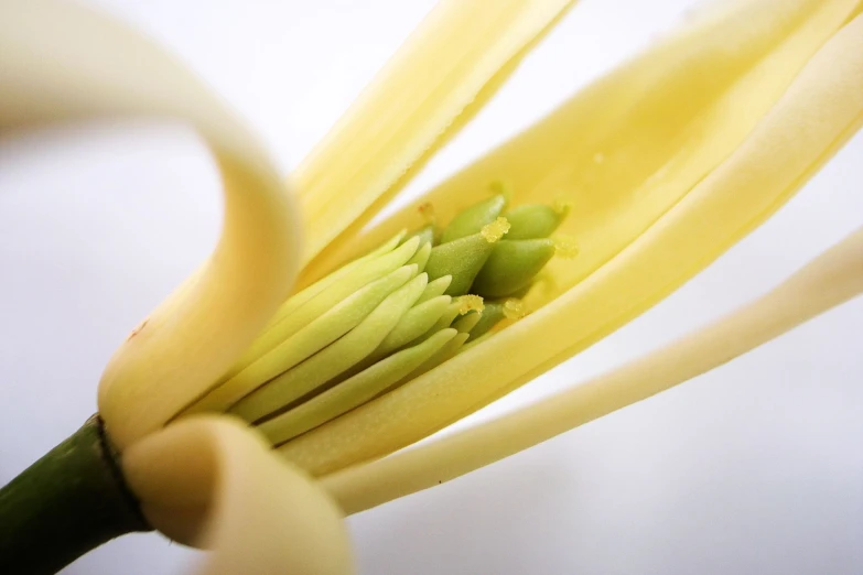 a single yellow flower blossom is being seen from the inside