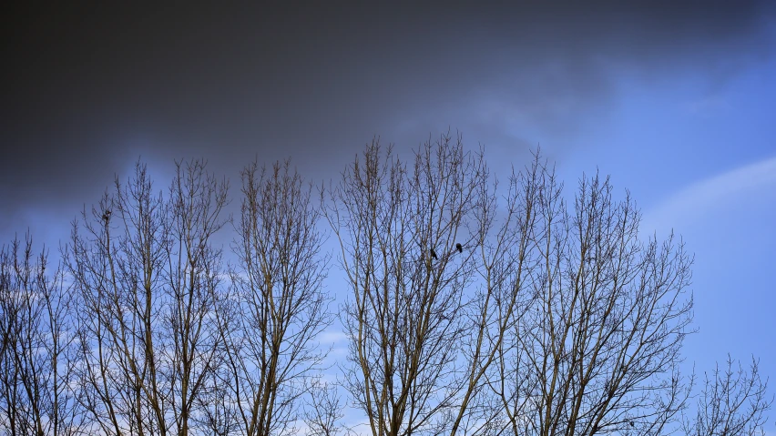 tree nches with a lot of dark clouds in the background