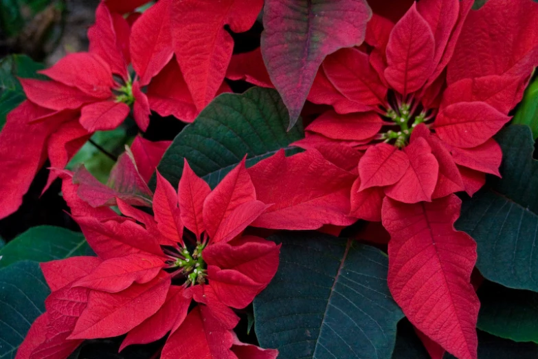 red and green leaves cover a large red poinsettia