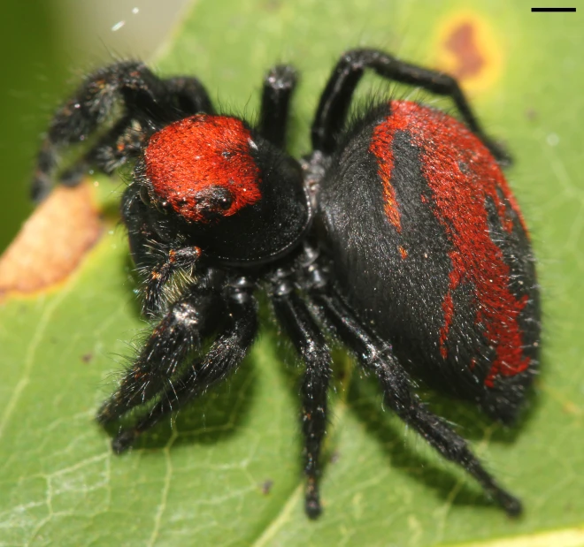 a close - up of a red and black spider on a leaf