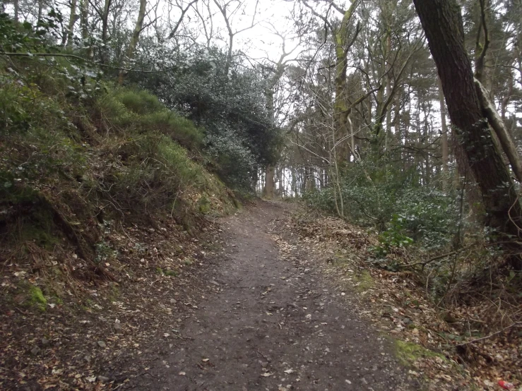 a pathway in the woods with lots of trees