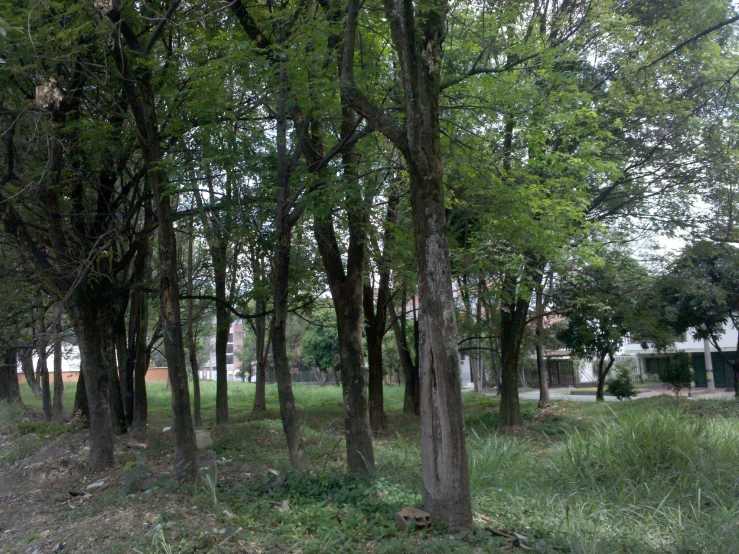 a small park area with trees, grass, and a bench