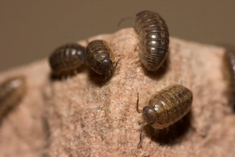 three brown insects with small white numbers on them