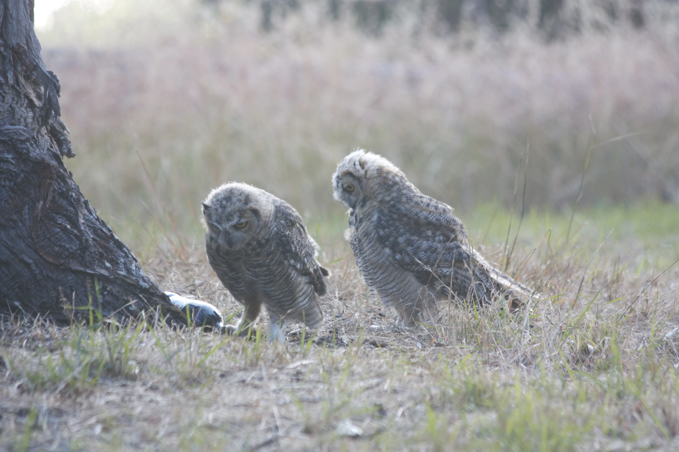 two large owls are standing next to each other