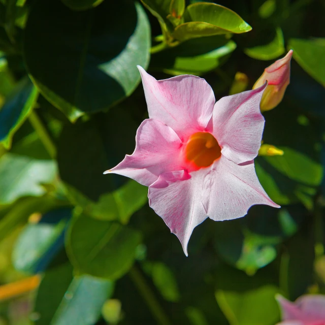 a pink flower with green leaves in the background