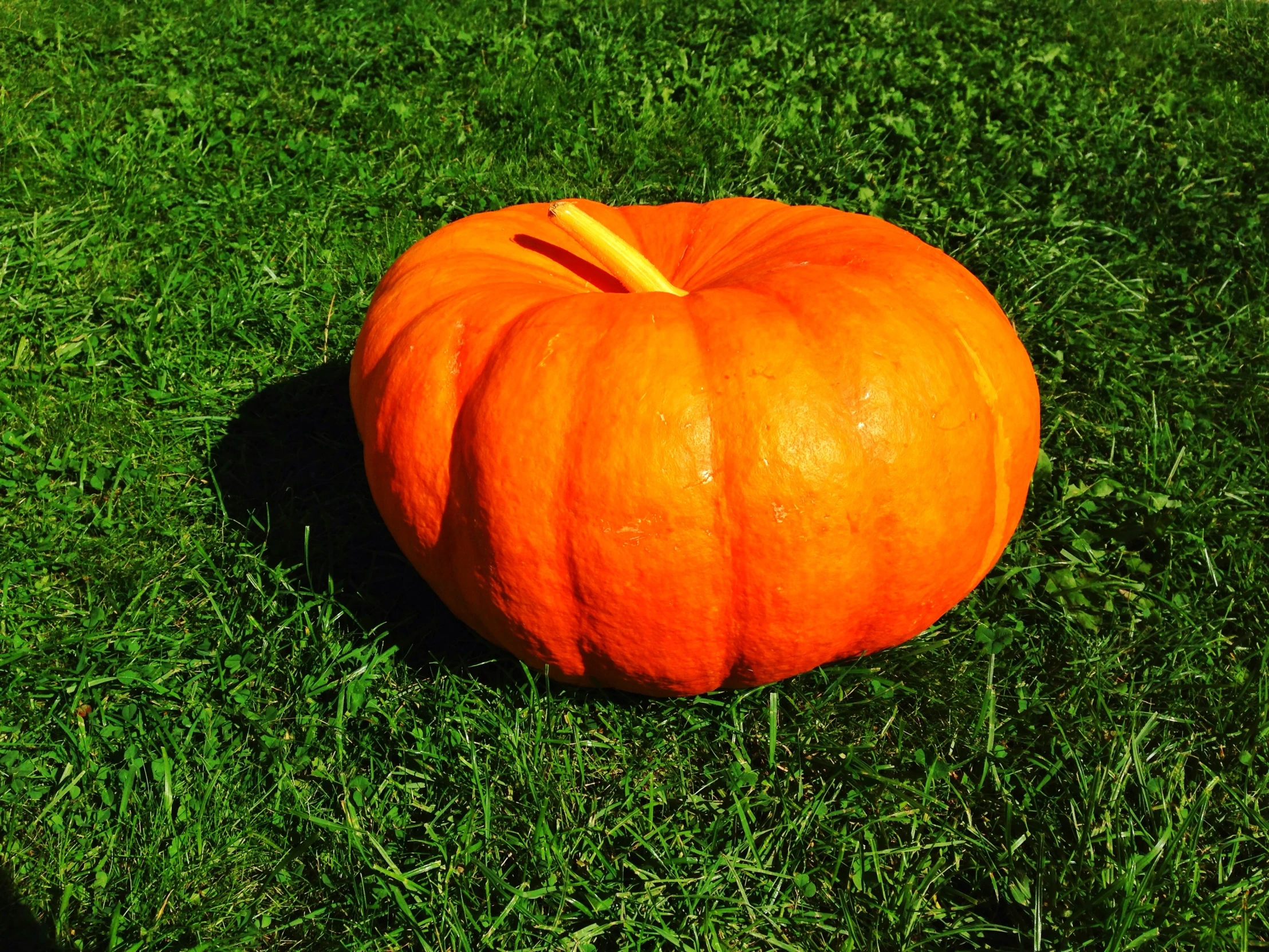 a large pumpkin sitting on top of a lush green field