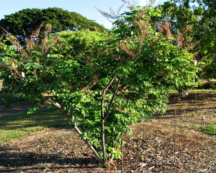 a small tree in the middle of some dirt and trees