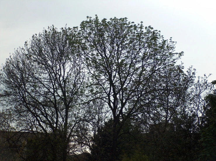 a group of bare trees that are sitting in the grass