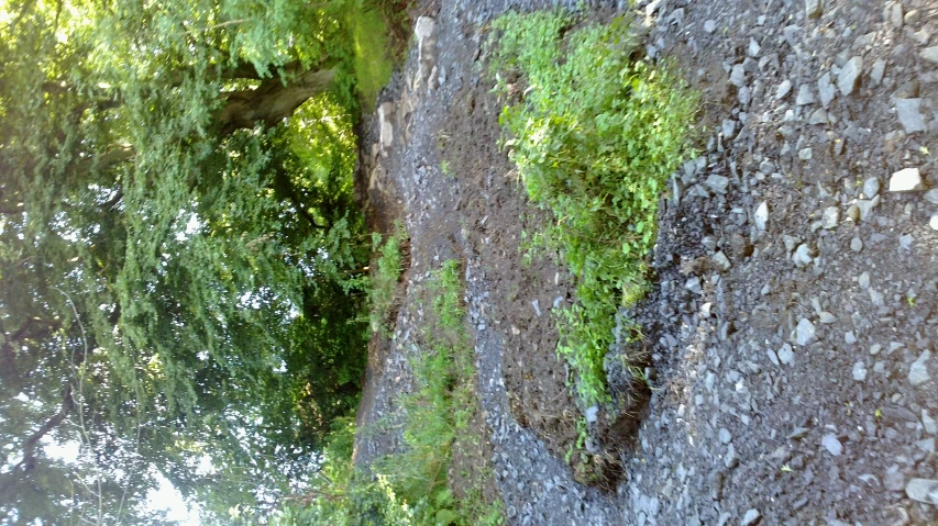 a dirt road with rocks and plants growing out of it