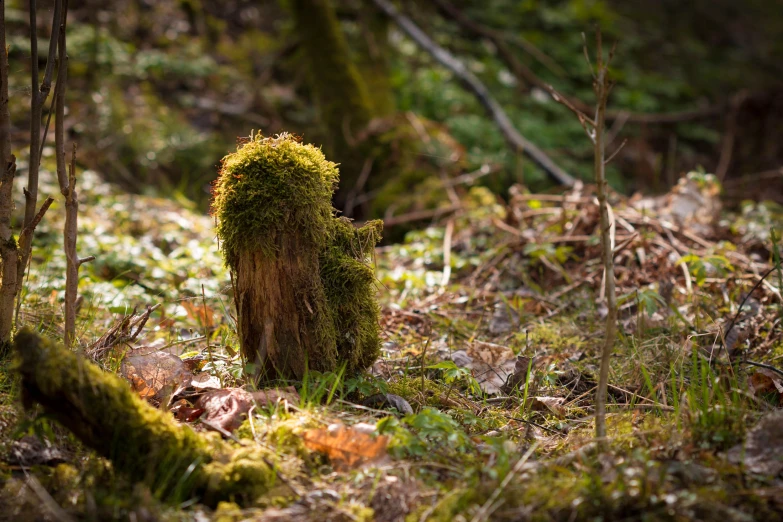 small green plant growing in the woods on grass