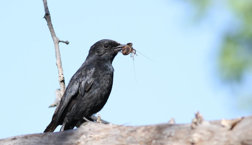 a large black bird with a mouse in its mouth
