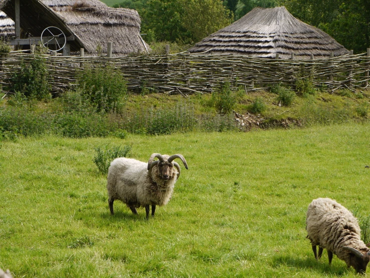 two white sheep grazing in the open field