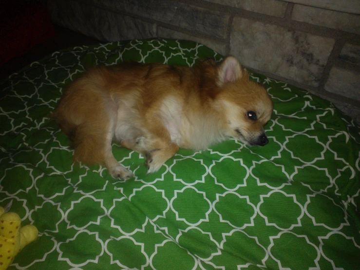 a dog lays on a green blanket near a brick wall