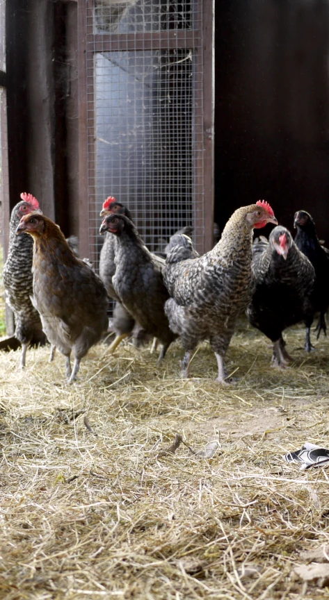 four chickens are walking around in a fenced in area