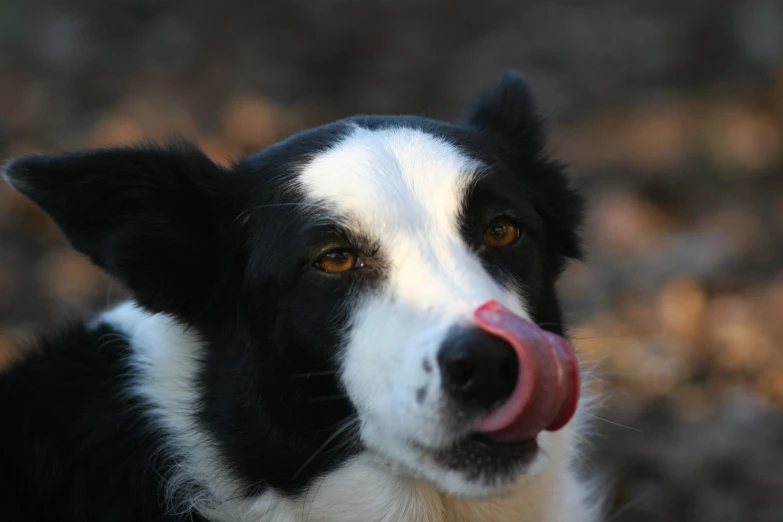 a black and white dog with his tongue sticking out