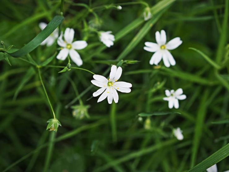some very pretty white flowers in a grassy field