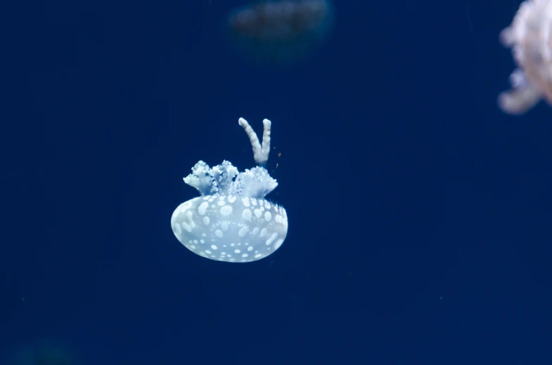 jellyfish swims in the clear blue water