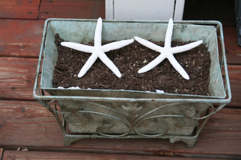 two small white starfish sticks sticking out of the ground in a container