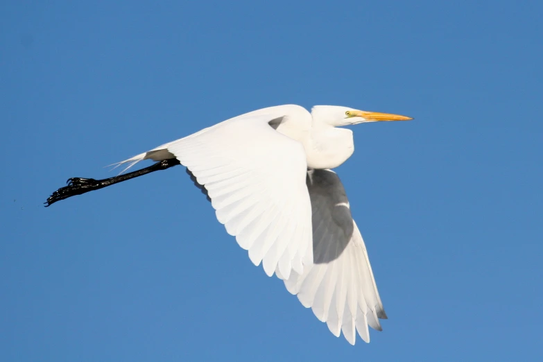 a white bird flying in the blue sky