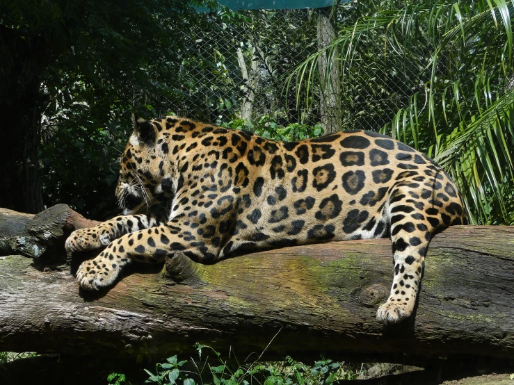 a jaguar rests atop a tree that fell down in a tropical forest