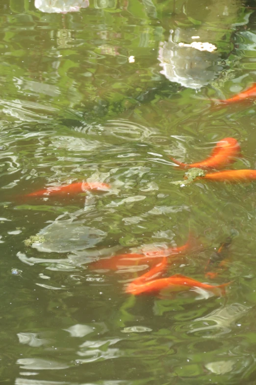 group of orange fish swimming in a pond