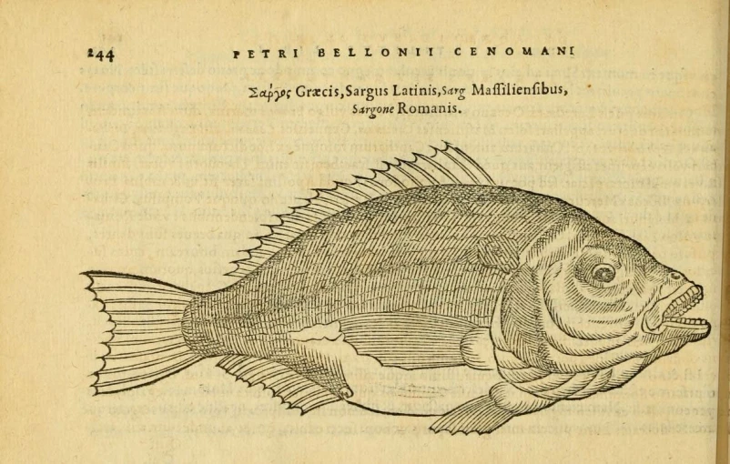 an engraving of a fish on page 2 from a book about marine life