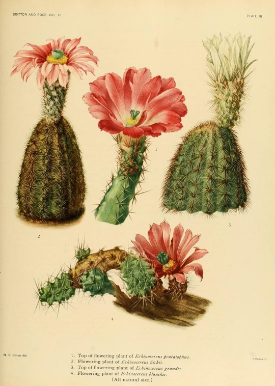 an image of different cactus flowers with blooming buds