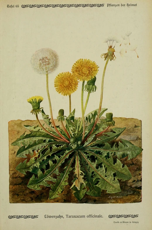 an antique botanical print depicting a plant with three dandelions