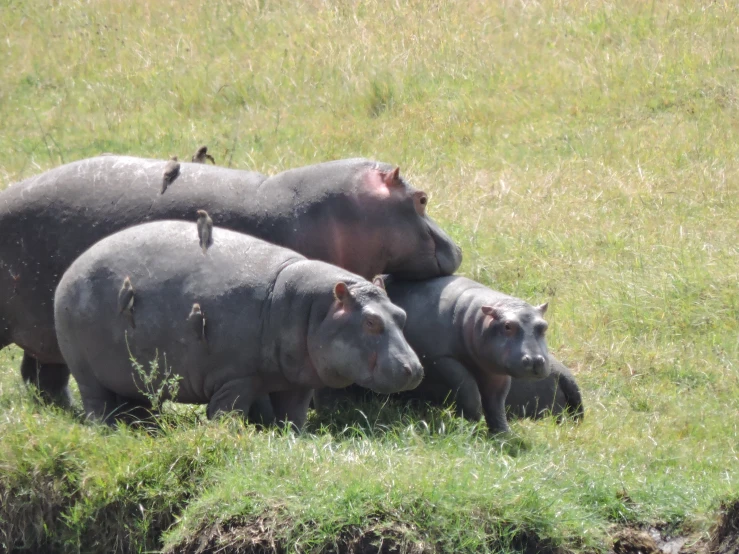 there are three hippopotamuss with one looking over the edge