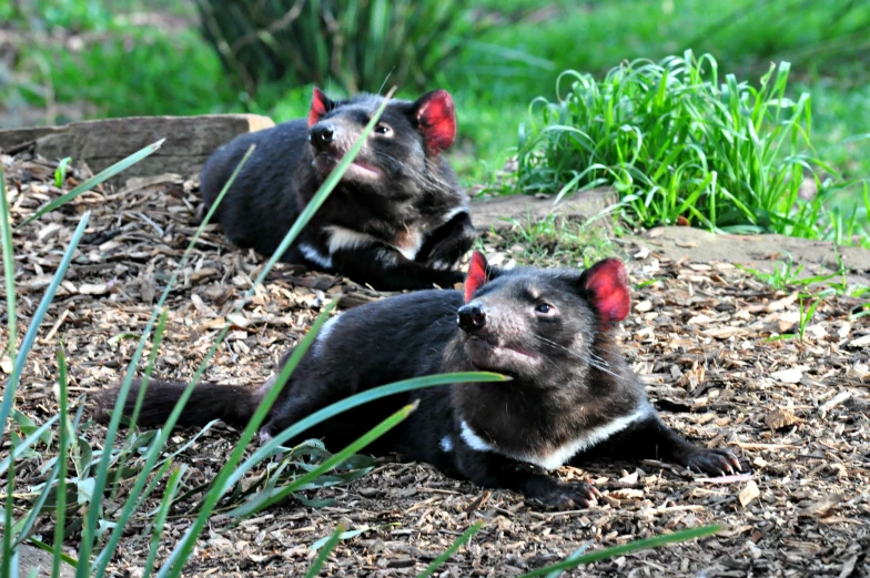 two small animals laying on top of a dirt field