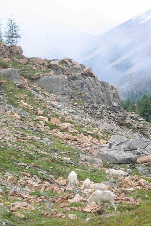 several goats grazing on a rocky hill with pine trees in the background