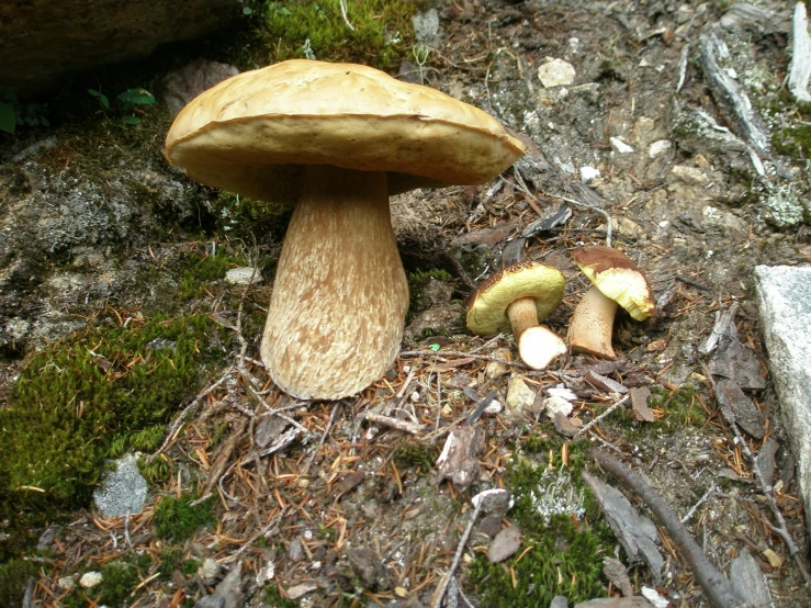 a couple of mushrooms sitting next to each other on the ground