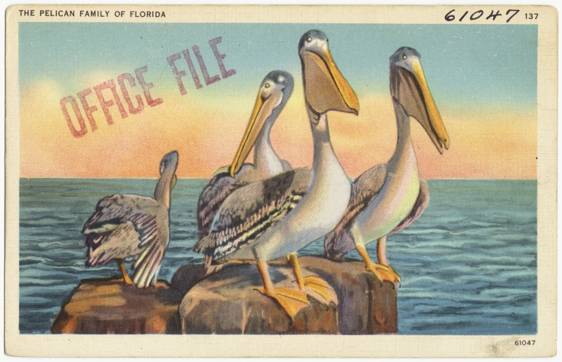 a postcard showing three pelicans sitting on rocks