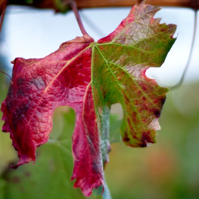 a plant with red leaves on it in the rain