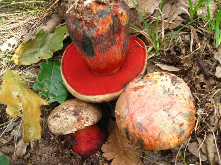 mushrooms and fruit sitting on the ground with leaves around them