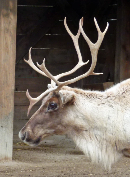 a white reindeer in an enclosure next to some logs