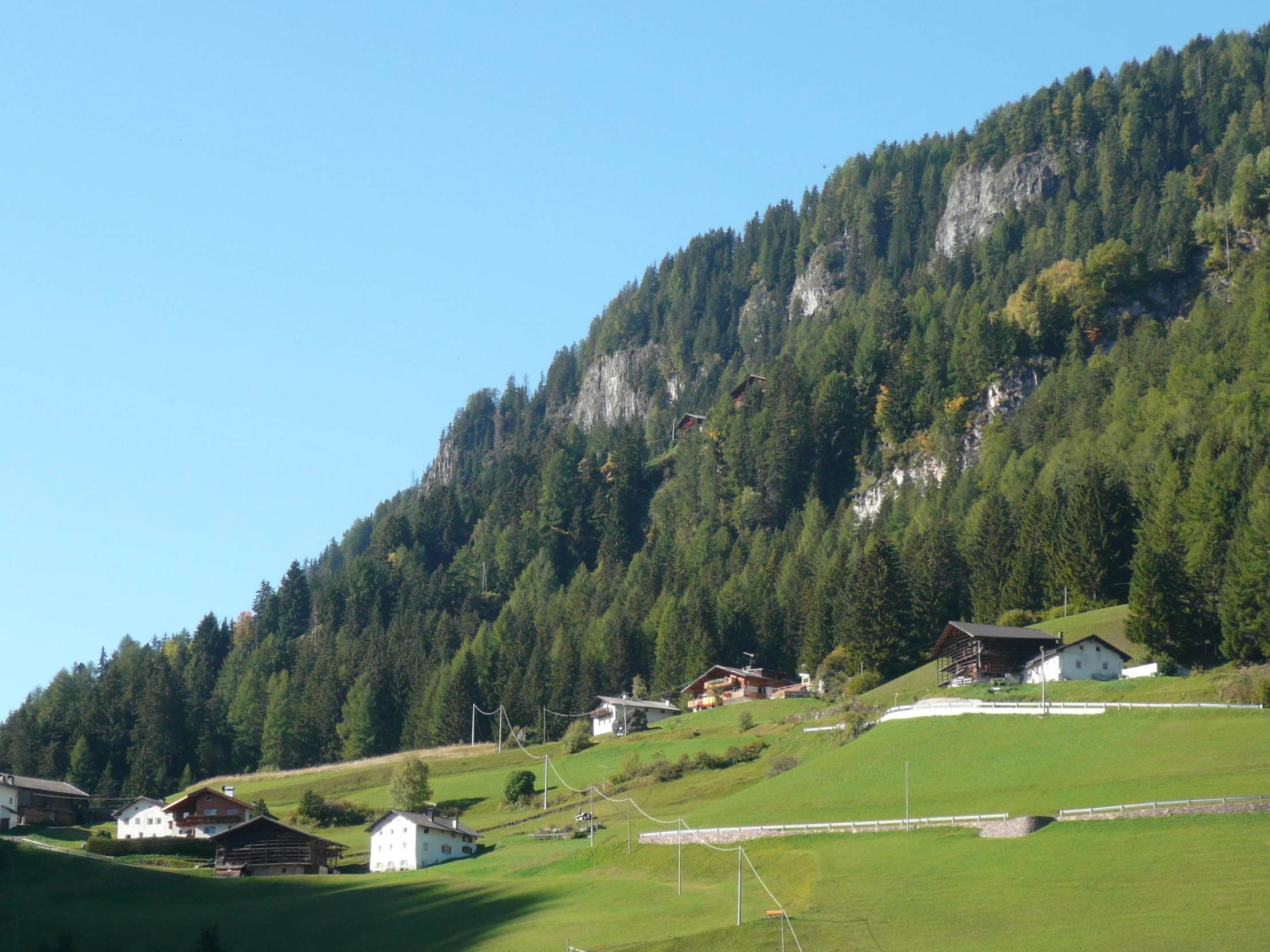 a green, grassy field is below an ancient forest