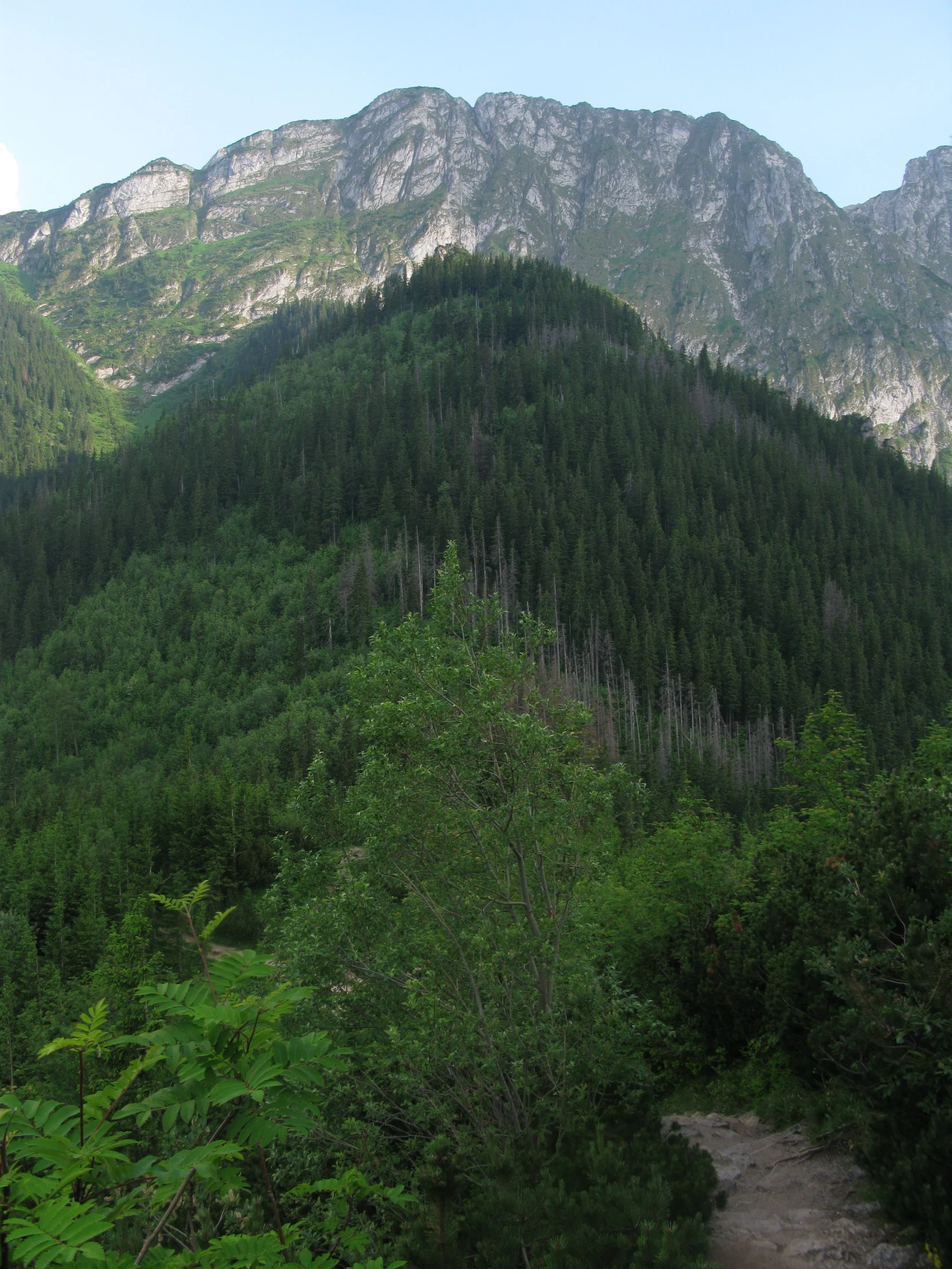 mountain with lush green forest and trees near it