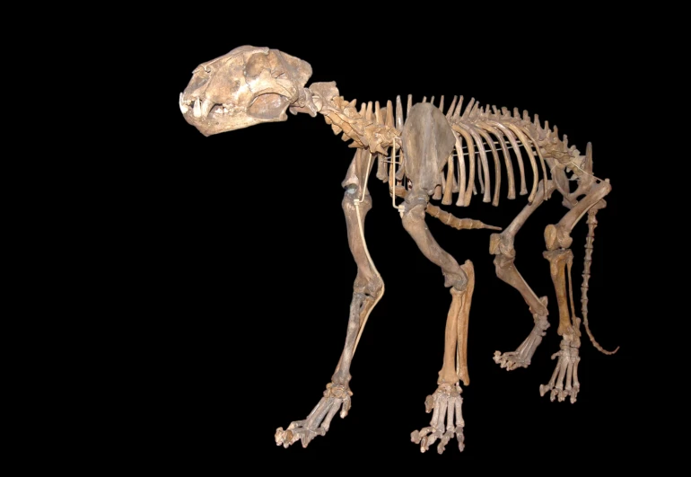 a cat skeleton is shown in this studio s