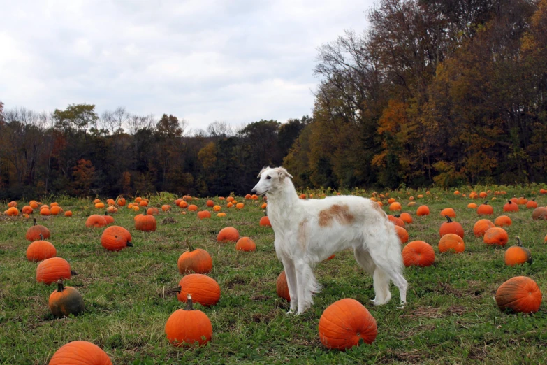 an adorable white dog standing in a field surrounded by many pumpkins