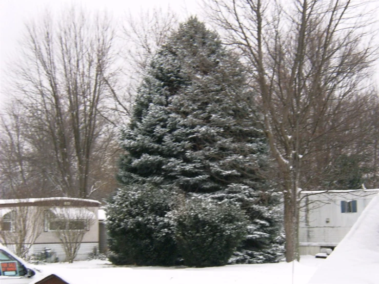 a snow covered tree with a stop sign attached