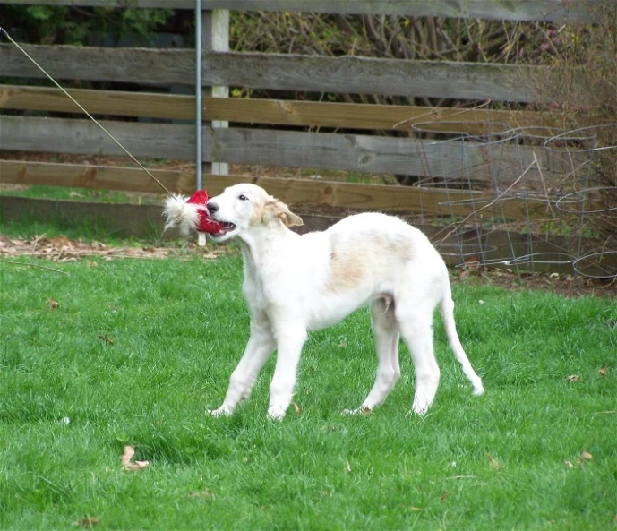 a puppy is holding a red ball in its mouth